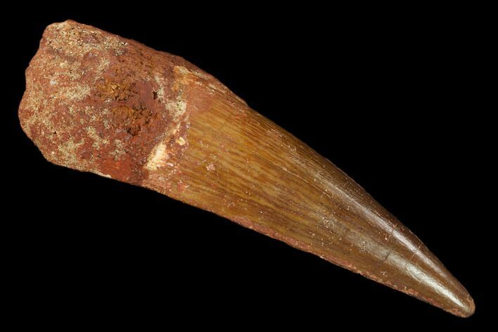 Spinosaurus Tooth - Real Dinosaur Tooth #151592